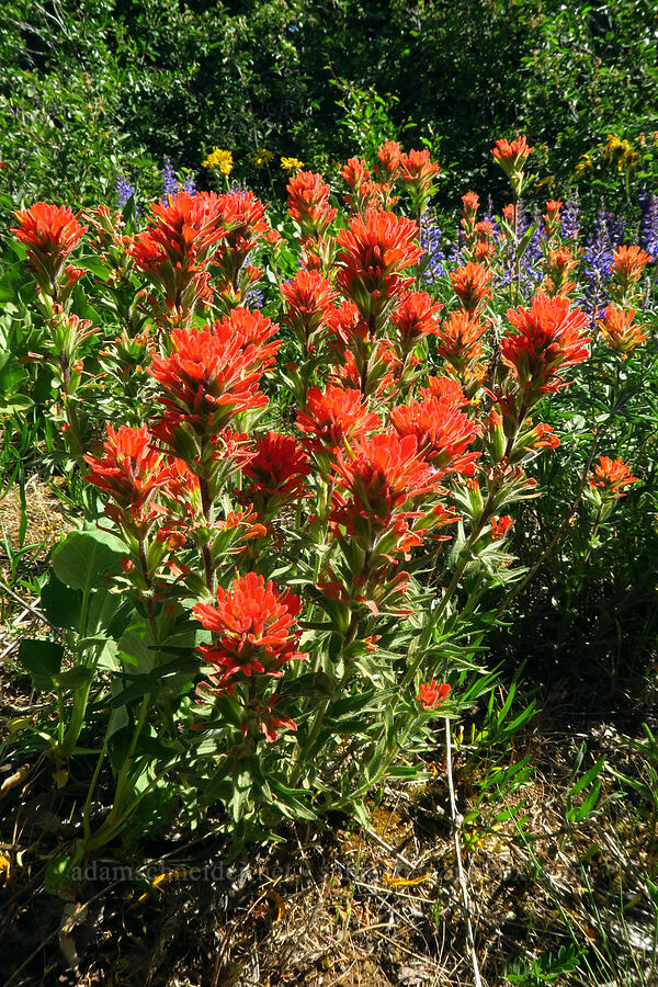 harsh paintbrush (Castilleja hispida) [Surveyor's Ridge Trail, Mt. Hood National Forest, Hood River County, Oregon]