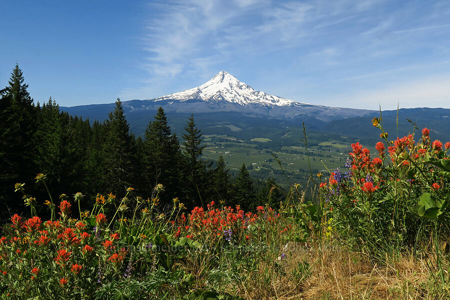 Mount Hood & paintbrush (Castilleja hispida) [Surveyor's Ridge Trail, Mt. Hood National Forest, Hood River County, Oregon]