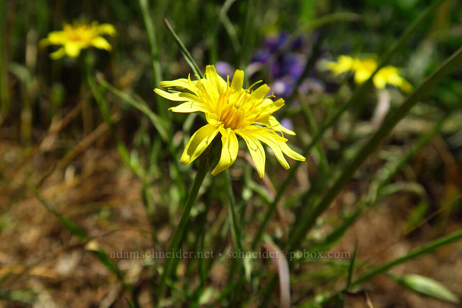 nodding microseris (silver-puffs) (Microseris nutans (Scorzonella nutans)) [Surveyor's Ridge Trail, Mt. Hood National Forest, Hood River County, Oregon]