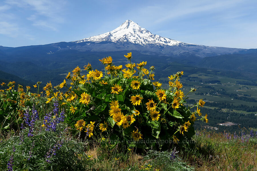 Mt. Hood & balsamroot (Balsamorhiza sp.) [Bald Butte, Mt. Hood National Forest, Hood River County, Oregon]