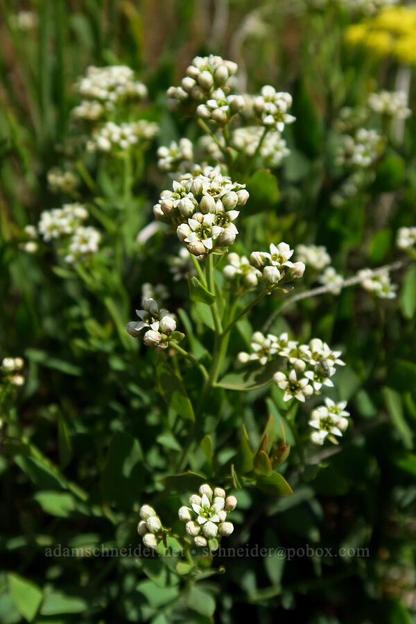 bastard toad-flax (Comandra umbellata) [Bald Butte, Mt. Hood National Forest, Hood River County, Oregon]