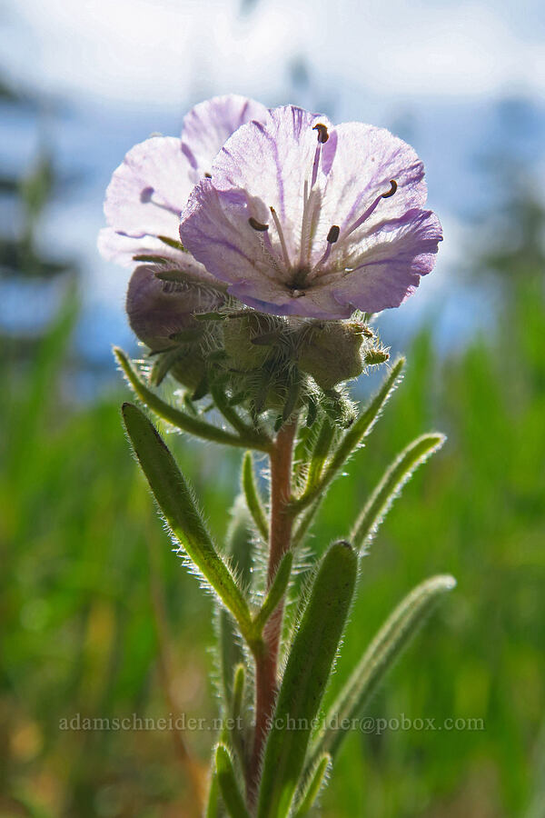 thread-leaf phacelia (Phacelia linearis) [Bald Butte, Mt. Hood National Forest, Hood River County, Oregon]