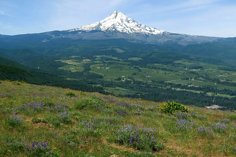 Mount Hood & Hood River Valley [Bald Butte, Mt. Hood National Forest, Hood River County, Oregon]
