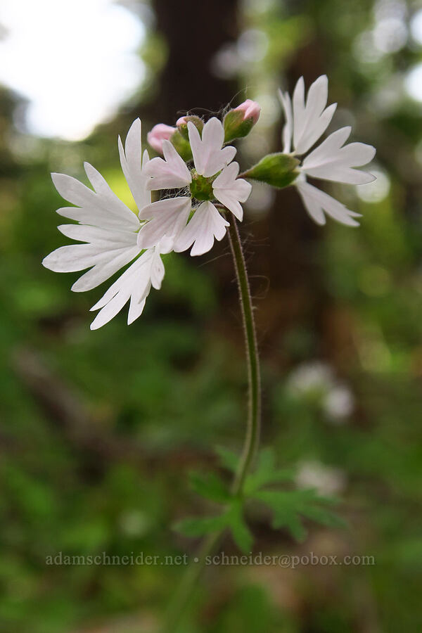 prairie stars (Lithophragma parviflorum) [Surveyor's Ridge Trail, Mt. Hood National Forest, Hood River County, Oregon]