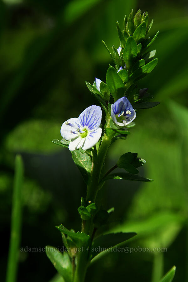 thyme-leaved speedwell (Veronica serpyllifolia) [Long Prairie, Mt. Hood National Forest, Hood River County, Oregon]