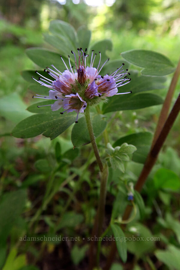 ball-head waterleaf (Hydrophyllum capitatum) [Long Prairie, Mt. Hood National Forest, Hood River County, Oregon]