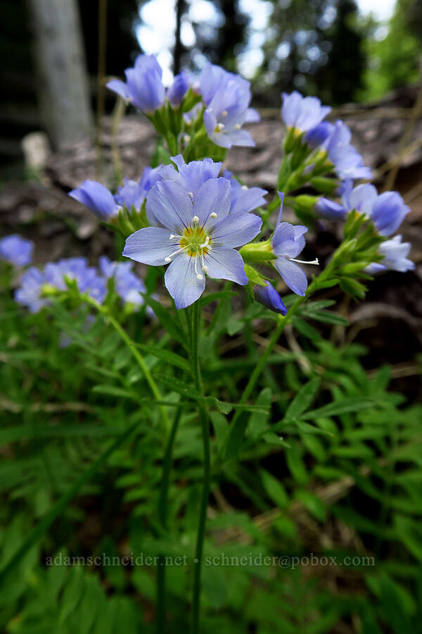 California jacob's-ladder (Polemonium californicum) [Long Prairie, Mt. Hood National Forest, Hood River County, Oregon]