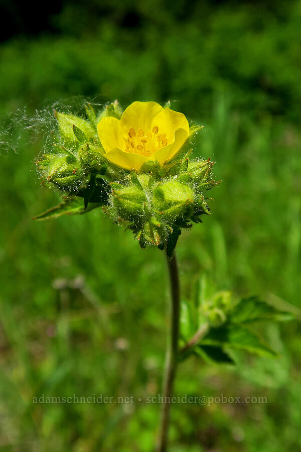Nevada cinquefoil (Drymocallis lactea var. lactea (Potentilla glandulosa var. nevadensis)) [Long Prairie, Mt. Hood National Forest, Hood River County, Oregon]