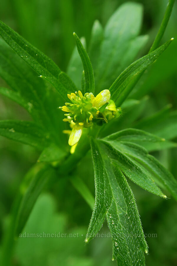 small-flowered buttercup (Ranunculus uncinatus) [Long Prairie, Mt. Hood National Forest, Hood River County, Oregon]