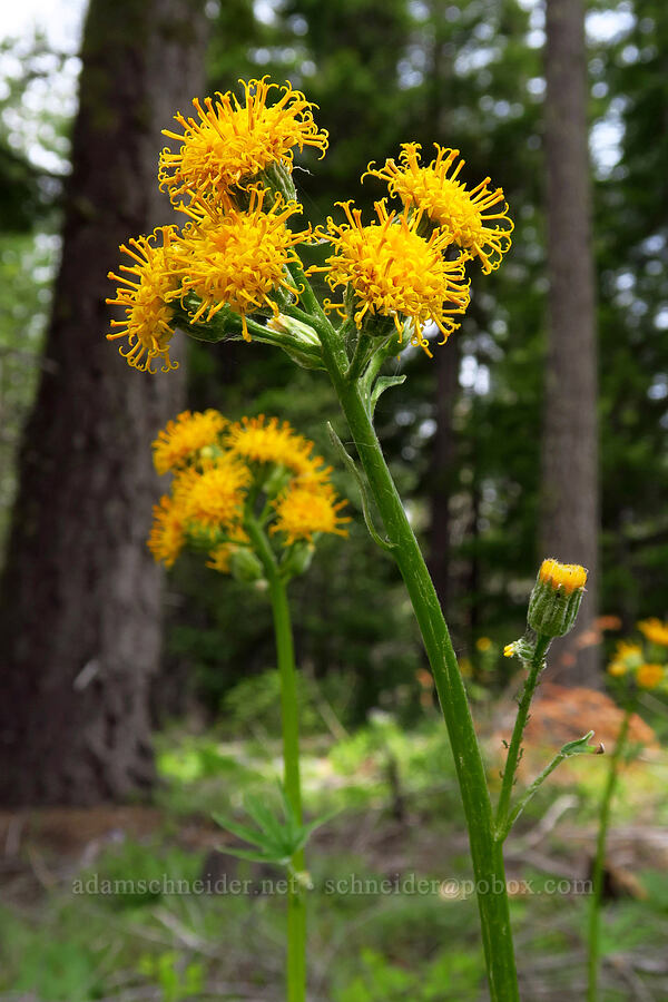 silver-crown luina (Cacaliopsis nardosmia (Cacalia nardosmia)) [Forest Road 1711, Mt. Hood National Forest, Hood River County, Oregon]