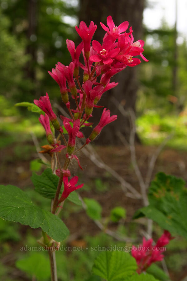 red-flowered currant (Ribes sanguineum) [Forest Road 1711, Mt. Hood National Forest, Hood River County, Oregon]