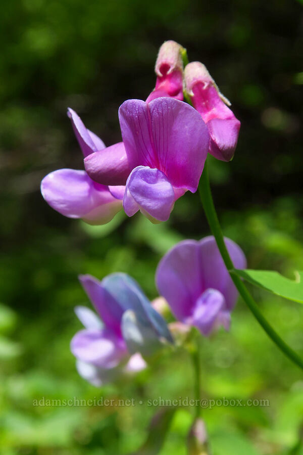 leafy pea-vine (Lathyrus polyphyllus) [Surveyor's Ridge Trail, Mt. Hood National Forest, Hood River County, Oregon]