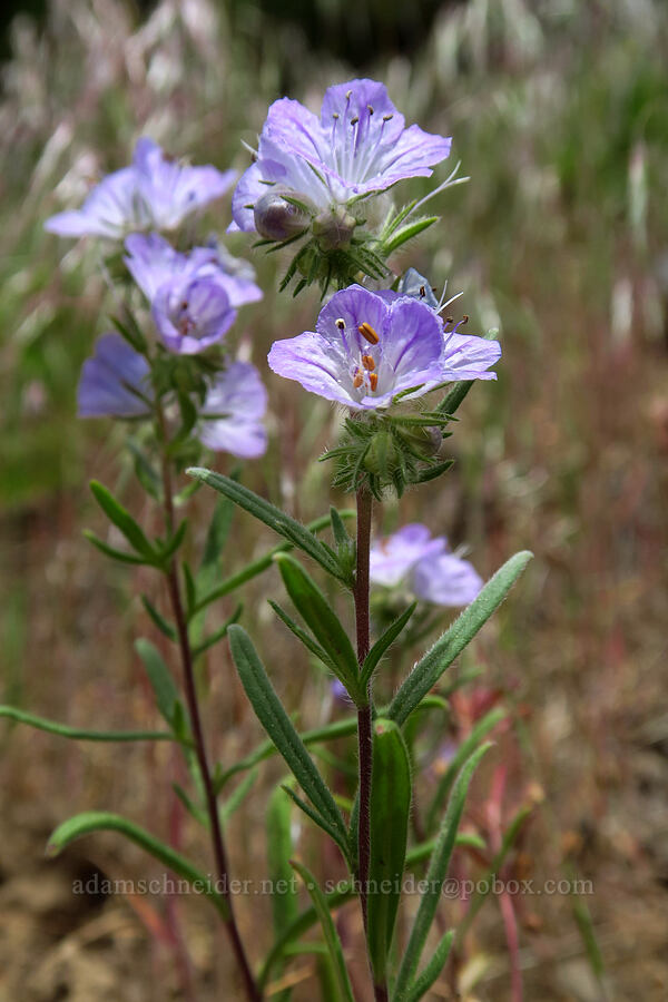 thread-leaf phacelia (Phacelia linearis) [Surveyor's Ridge Trail, Mt. Hood National Forest, Hood River County, Oregon]