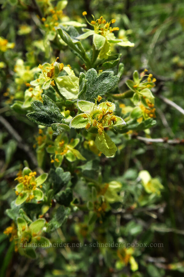 antelope bitter-brush (Purshia tridentata) [Surveyor's Ridge Trail, Mt. Hood National Forest, Hood River County, Oregon]