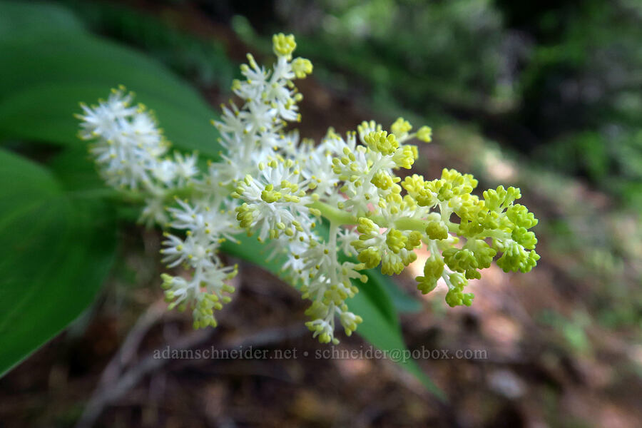 feathery false Solomon's-seal (Maianthemum racemosum ssp. amplexicaule (Smilacina racemosa)) [Surveyor's Ridge Trail, Mt. Hood National Forest, Hood River County, Oregon]