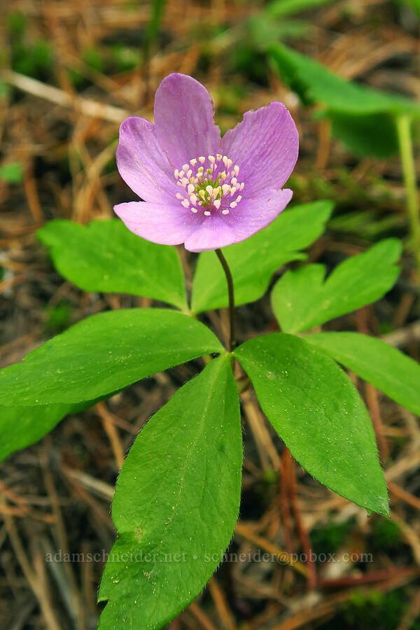 pink Oregon anemone (Anemone oregana (Anemonoides oregana)) [Cook's Meadow Trail, Mt. Hood National Forest, Hood River County, Oregon]