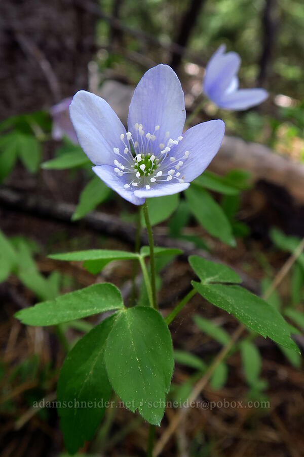 blue Oregon anemone (Anemone oregana (Anemonoides oregana)) [Cook's Meadow Trail, Mt. Hood National Forest, Hood River County, Oregon]