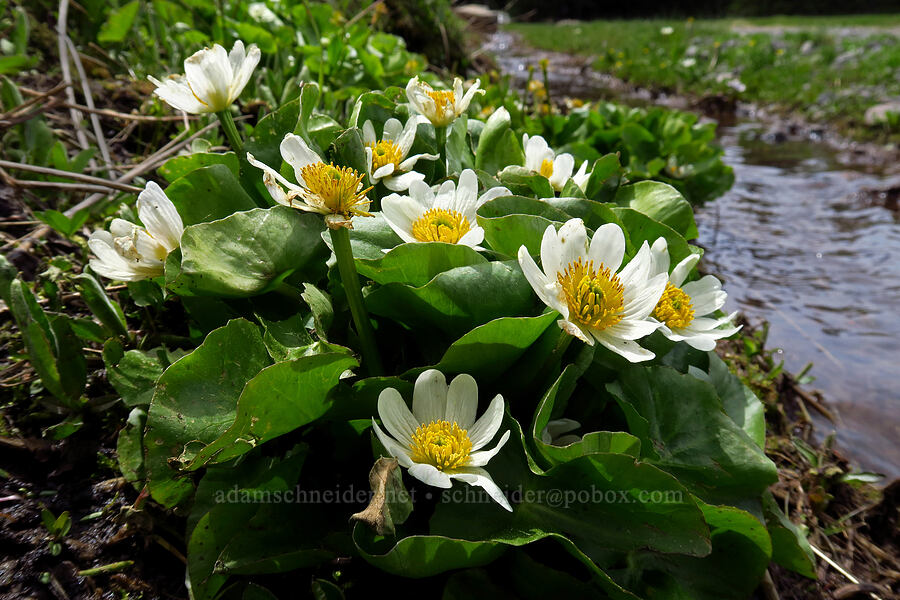 white marsh-marigolds (Caltha sp.) [High Prairie Trailhead, Mt. Hood National Forest, Hood River County, Oregon]