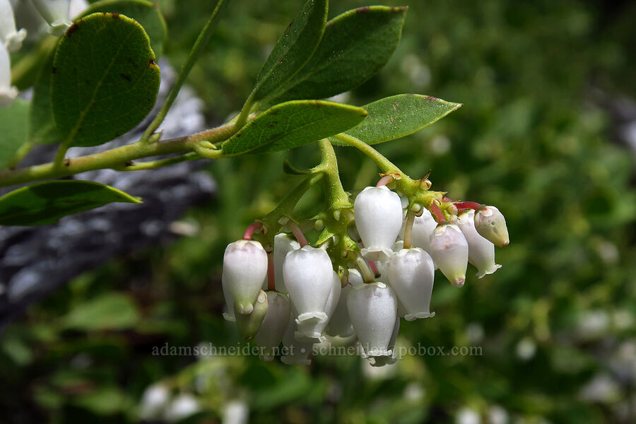 pine-mat manzanita flowers (Arctostaphylos nevadensis) [High Prairie Trail, Mt. Hood National Forest, Hood River County, Oregon]