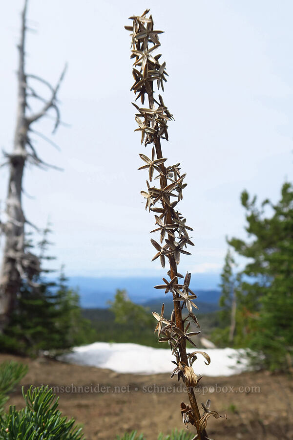 last year's rainiera (Rainiera stricta (Luina stricta)) [Lookout Mountain, Mt. Hood National Forest, Hood River County, Oregon]