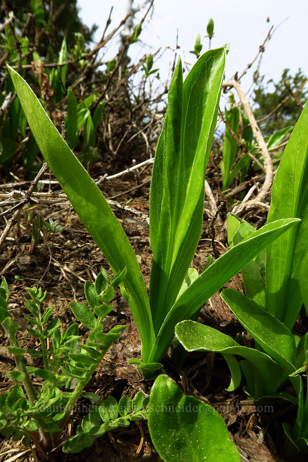 rainiera shoots (Rainiera stricta (Luina stricta)) [Lookout Mountain, Mt. Hood National Forest, Hood River County, Oregon]