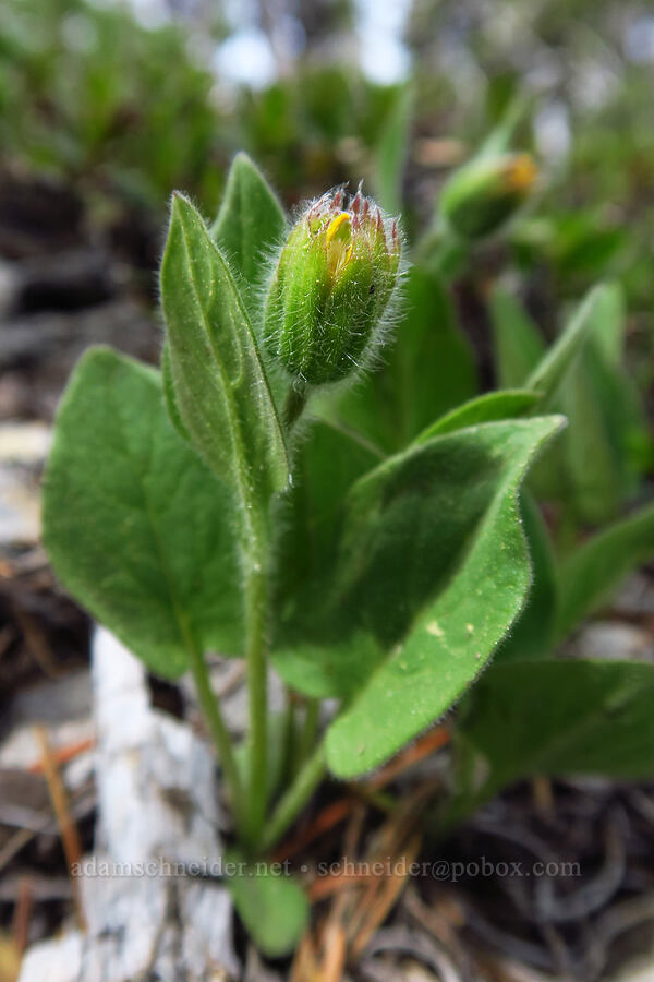 Nevada arnica, budding (Arnica nevadensis) [Lookout Mountain, Mt. Hood National Forest, Hood River County, Oregon]