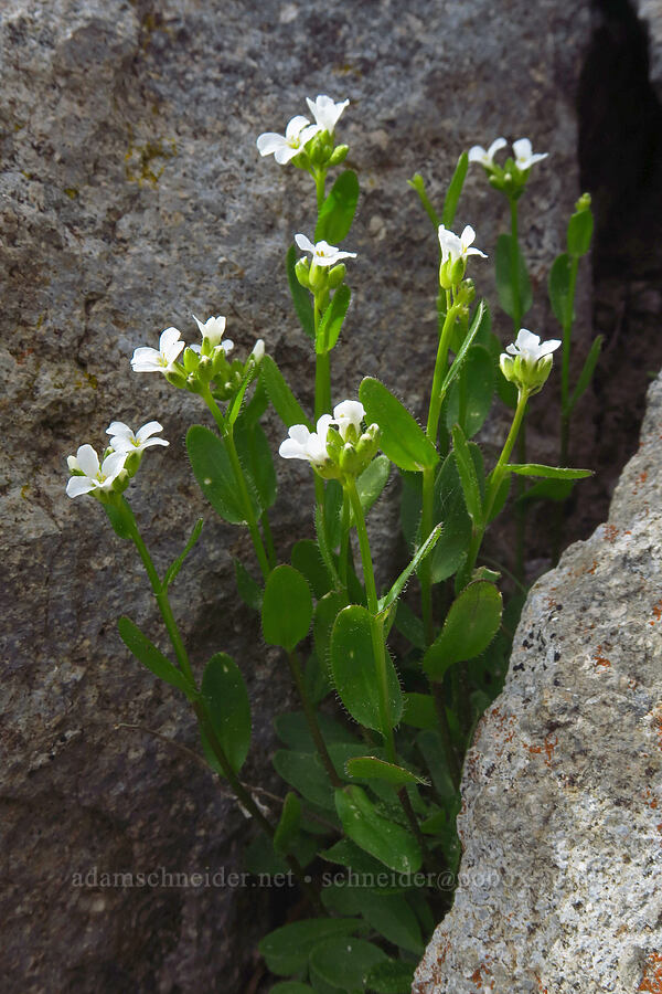 Cascade rock-cress (Arabis furcata) [Lookout Mountain, Mt. Hood National Forest, Hood River County, Oregon]