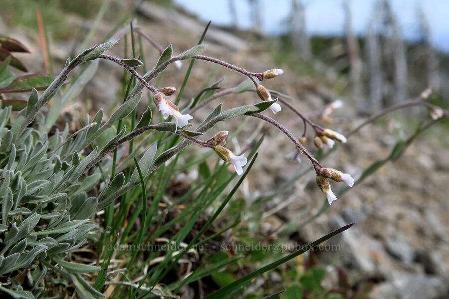 rock-cress (Boechera sp. (Arabis sp.)) [Lookout Mountain, Mt. Hood National Forest, Hood River County, Oregon]