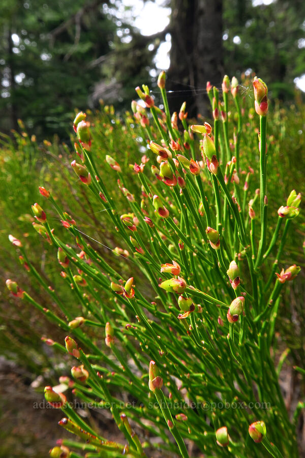 grouse whortleberry leaf buds (Vaccinium scoparium) [High Prairie Trail, Mt. Hood National Forest, Hood River County, Oregon]