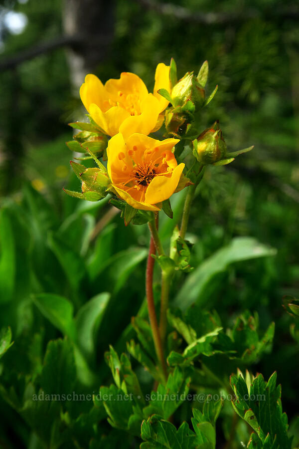 fan-leaf cinquefoil (Potentilla flabellifolia) [High Prairie Trailhead, Mt. Hood National Forest, Hood River County, Oregon]