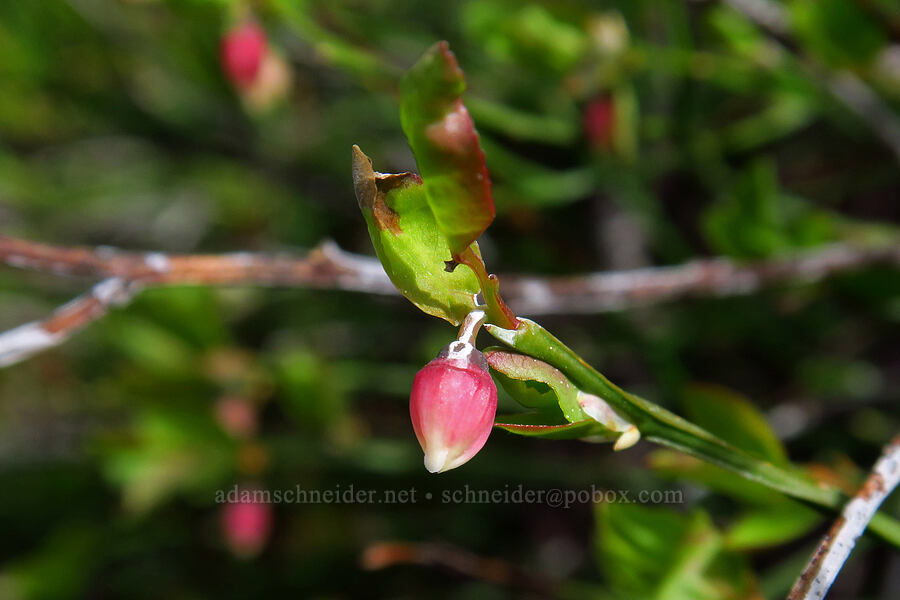 grouse whortleberry flowers (Vaccinium scoparium) [High Prairie Trailhead, Mt. Hood National Forest, Hood River County, Oregon]