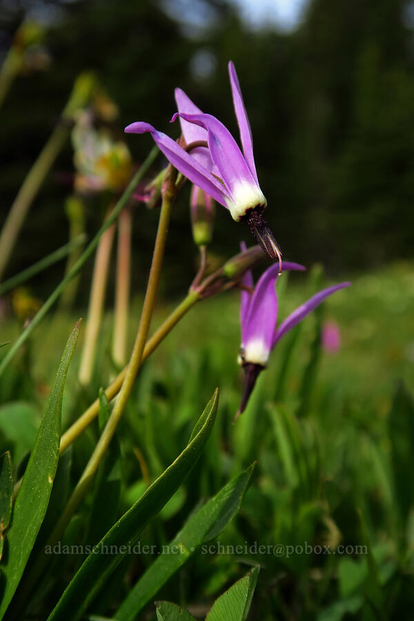alpine shooting star (Dodecatheon alpinum (Primula tetrandra)) [High Prairie Trailhead, Mt. Hood National Forest, Hood River County, Oregon]