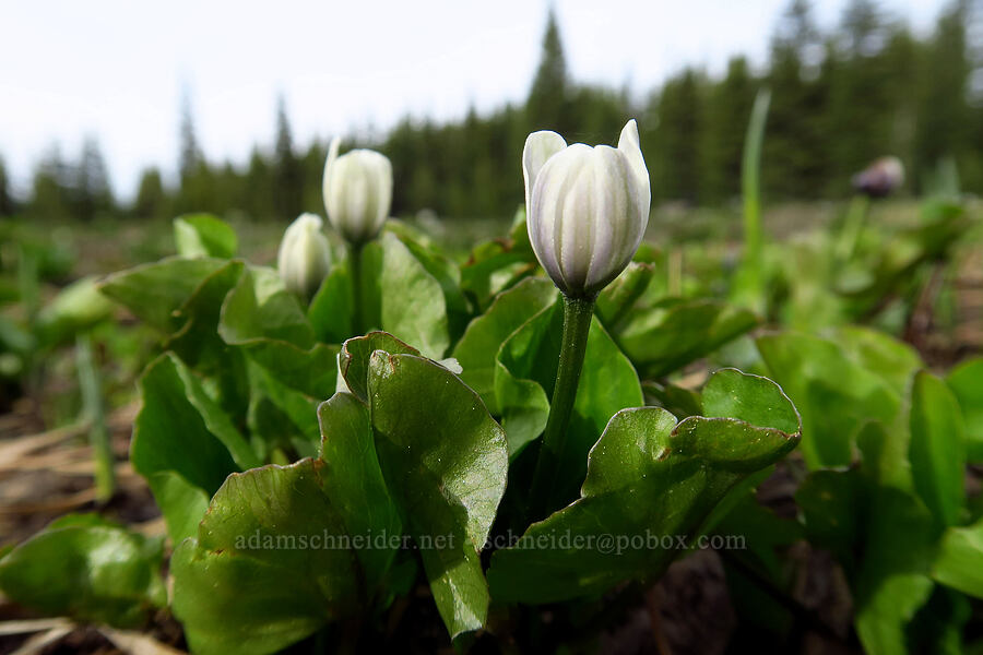 white marsh-marigolds (Caltha sp.) [High Prairie Trailhead, Mt. Hood National Forest, Hood River County, Oregon]