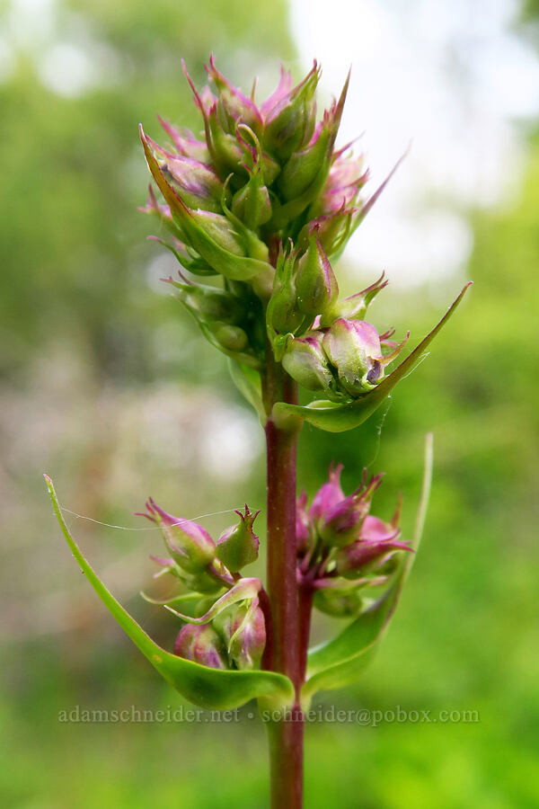 glaucous penstemon, budding (Penstemon euglaucus) [Forest Road 1720, Mt. Hood National Forest, Wasco County, Oregon]