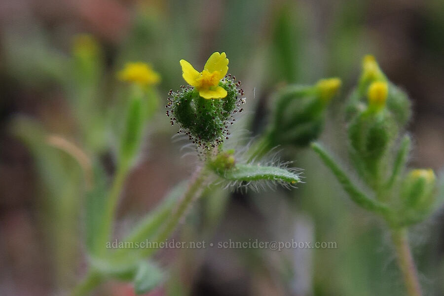 least tarweed (Hemizonella minima (Madia minima)) [Forest Road 1720, Mt. Hood National Forest, Wasco County, Oregon]