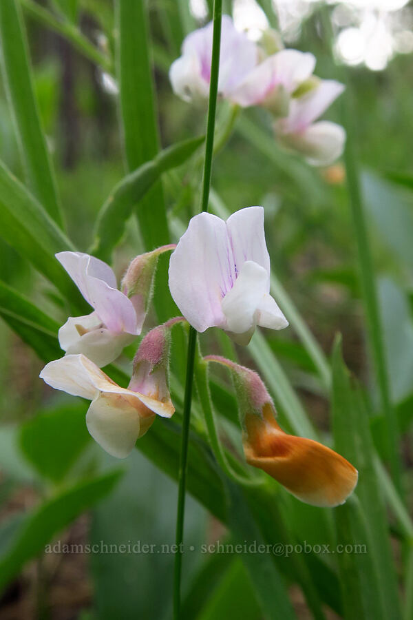 Lanszwert's pea-vine (Lathyrus lanszwertii) [Forest Road 1720, Mt. Hood National Forest, Wasco County, Oregon]
