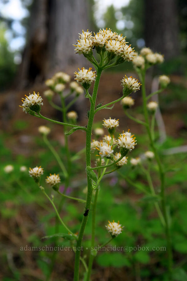 racemose pussy-toes (Antennaria racemosa) [Forest Road 1720, Mt. Hood National Forest, Wasco County, Oregon]