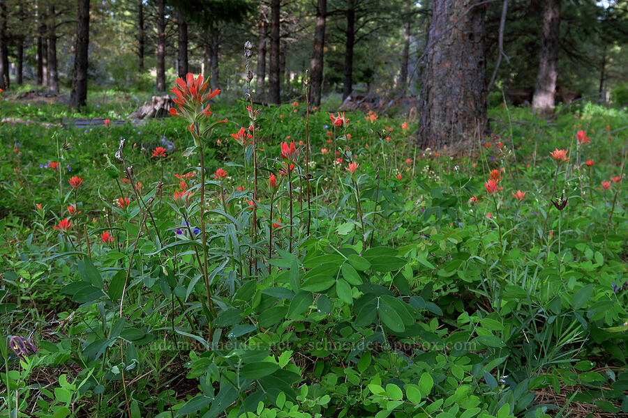 paintbrush (Castilleja miniata) [Forest Road 1720, Mt. Hood National Forest, Wasco County, Oregon]