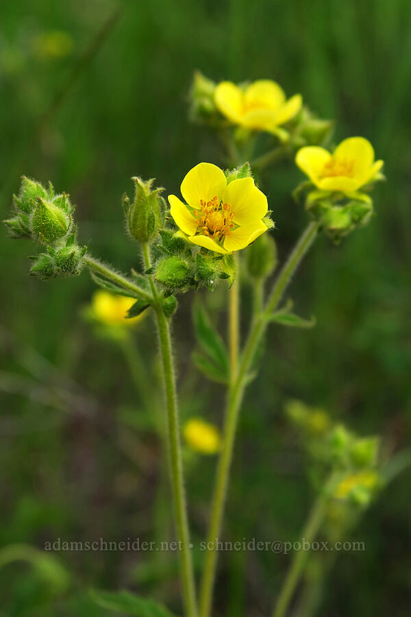 sticky cinquefoil (Drymocallis sp. (Potentilla glandulosa)) [Forest Road 1720, Mt. Hood National Forest, Wasco County, Oregon]