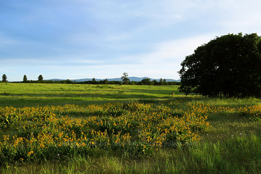 balsamroot (Balsamorhiza sp.) [Three Mile Road, Mt. Hood National Forest, Wasco County, Oregon]