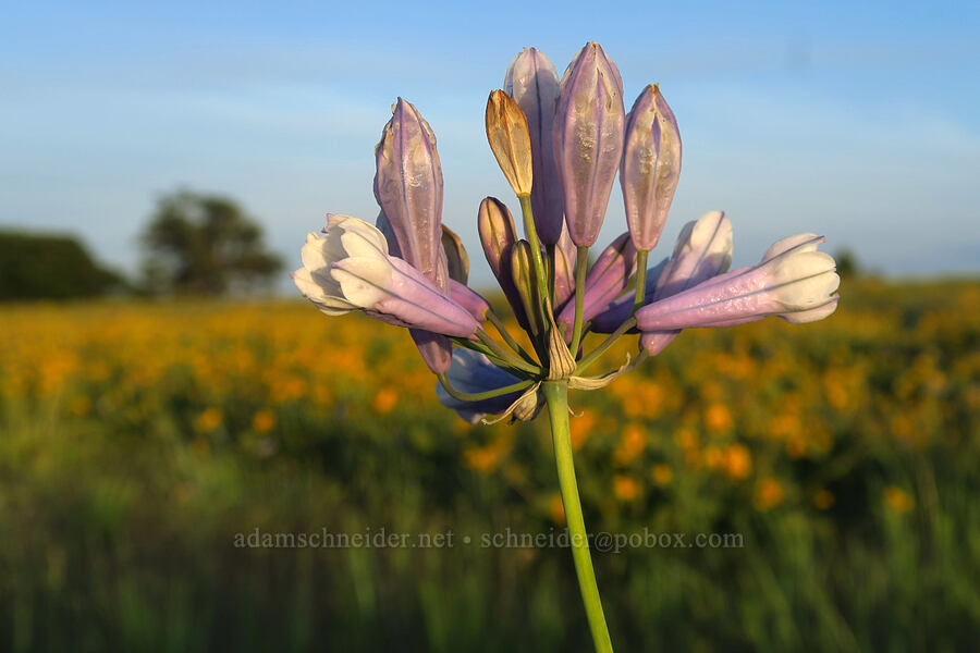 bi-colored cluster lily (Triteleia grandiflora var. howellii (Brodiaea bicolor)) [Three Mile Road, Mt. Hood National Forest, Wasco County, Oregon]