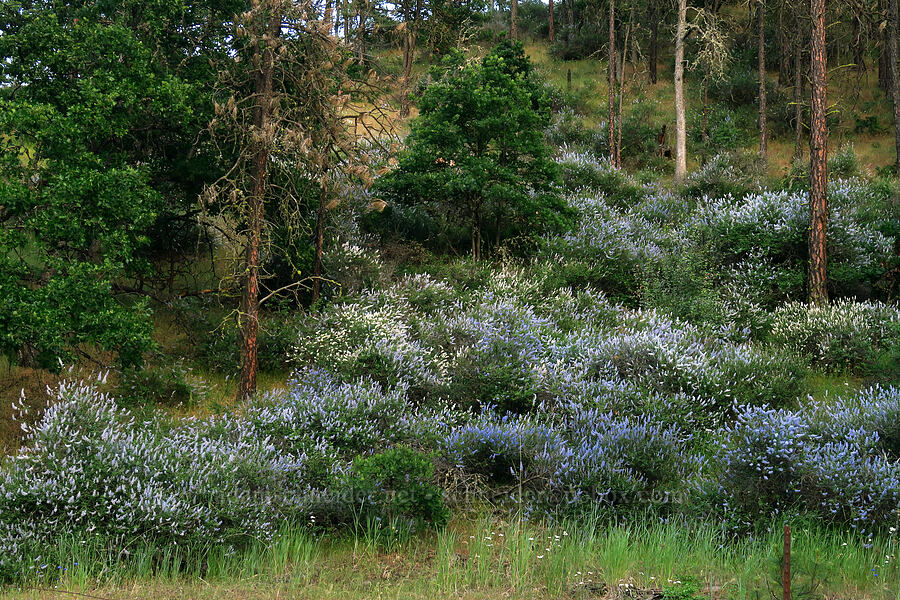 hillside full of deer brush (Ceanothus integerrimus) [Three Mile Road, Wasco County, Oregon]