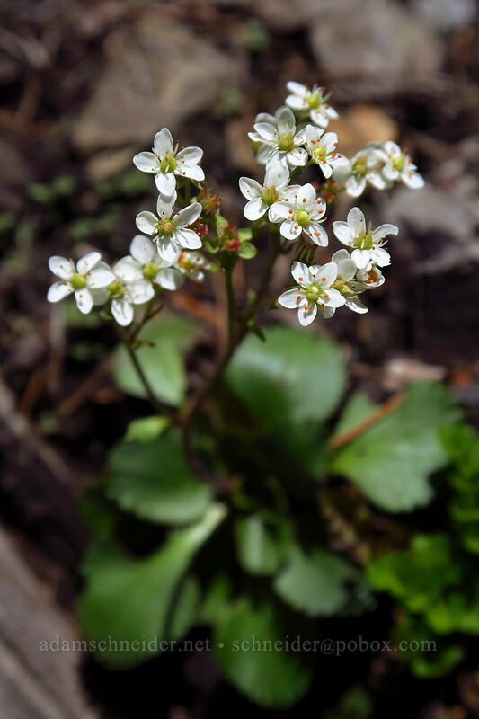 rusty-hair saxifrage (Micranthes rufidula (Saxifraga rufidula)) [Tumble Ridge Trail, Willamette National Forest, Marion County, Oregon]