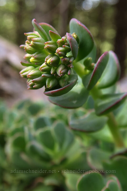 creamy stonecrop, budding (Sedum oregonense) [Dome Rock Trail, Willamette National Forest, Marion County, Oregon]