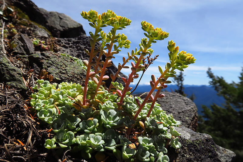 broad-leaf stonecrop (Sedum spathulifolium) [Dome Rock Trail, Willamette National Forest, Marion County, Oregon]