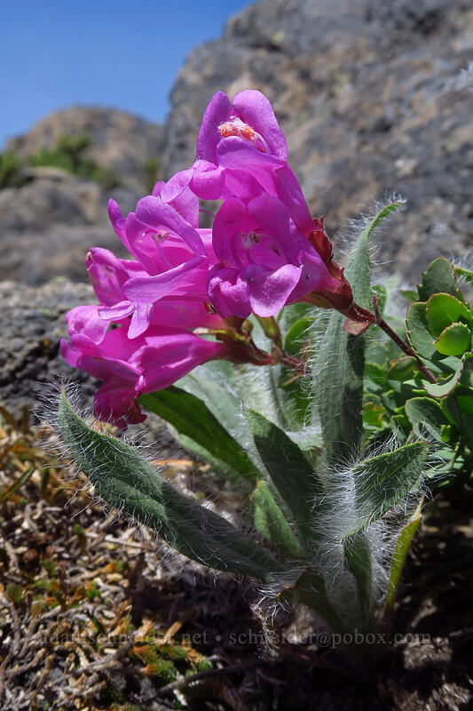 cliff penstemon (Penstemon rupicola) [Dome Rock Trail, Willamette National Forest, Marion County, Oregon]