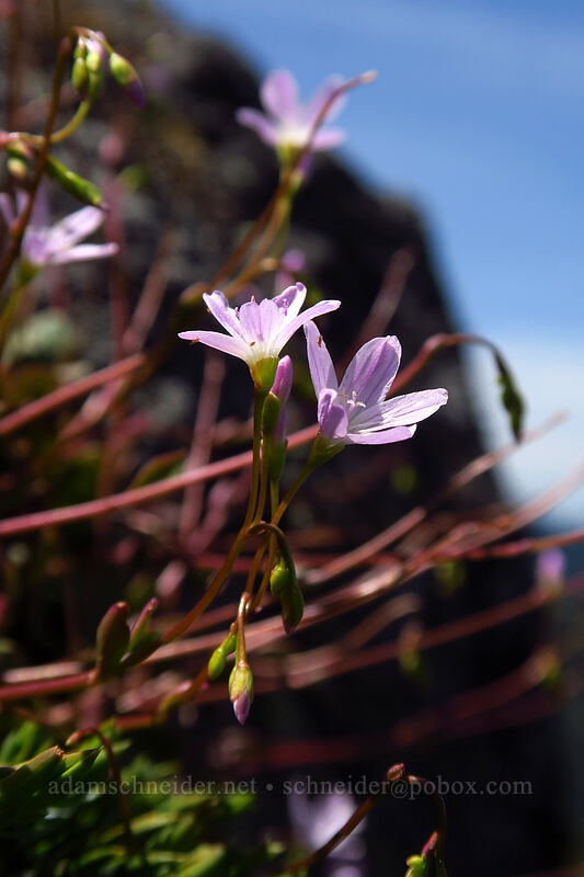 little-leaf montia (Montia parvifolia (Claytonia parvifolia)) [Dome Rock, Willamette National Forest, Marion County, Oregon]