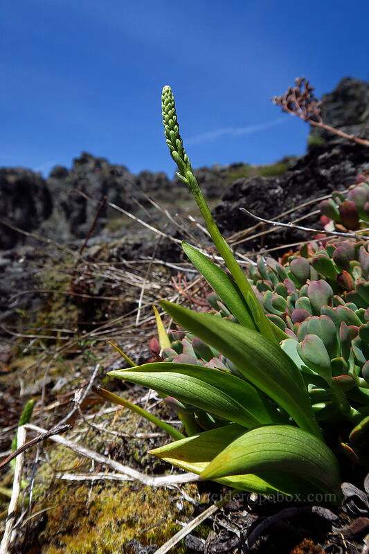 Alaska rein orchid, budding (Platanthera unalascensis (Piperia unalascensis)) [Dome Rock, Willamette National Forest, Marion County, Oregon]
