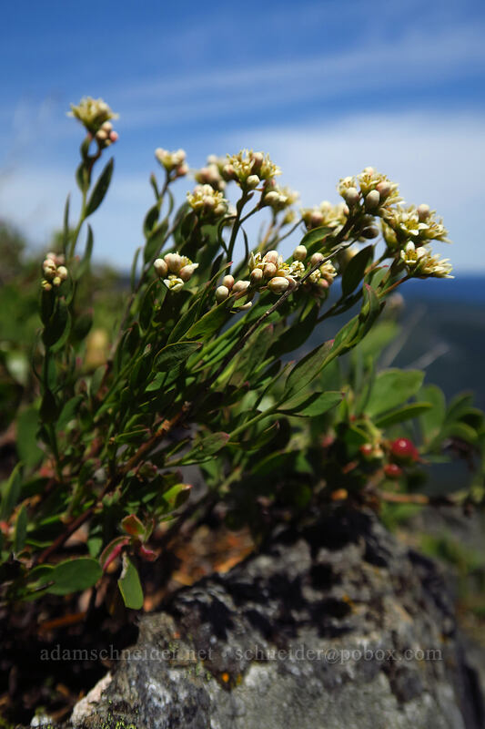 bastard toad-flax (Comandra umbellata) [Dome Rock, Willamette National Forest, Marion County, Oregon]