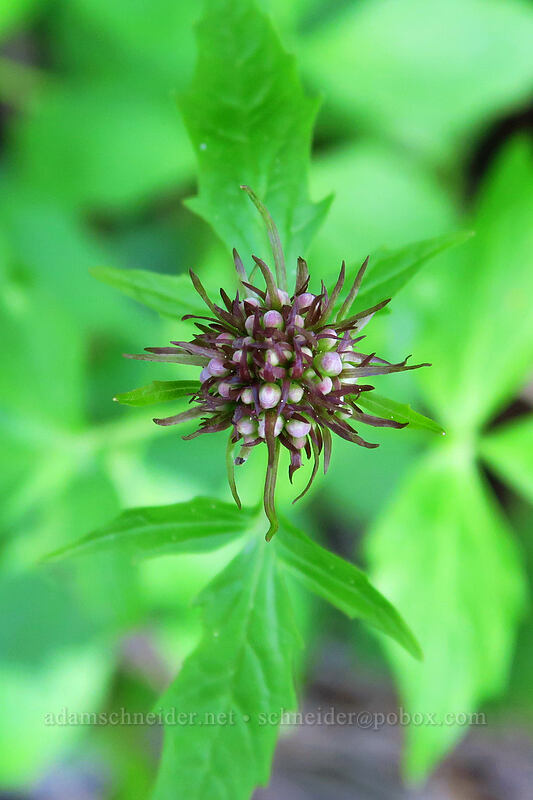 Sitka valerian, budding (Valeriana sitchensis) [Tumble Ridge, Willamette National Forest, Marion County, Oregon]